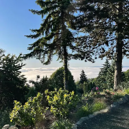 Black Pine Szentendre